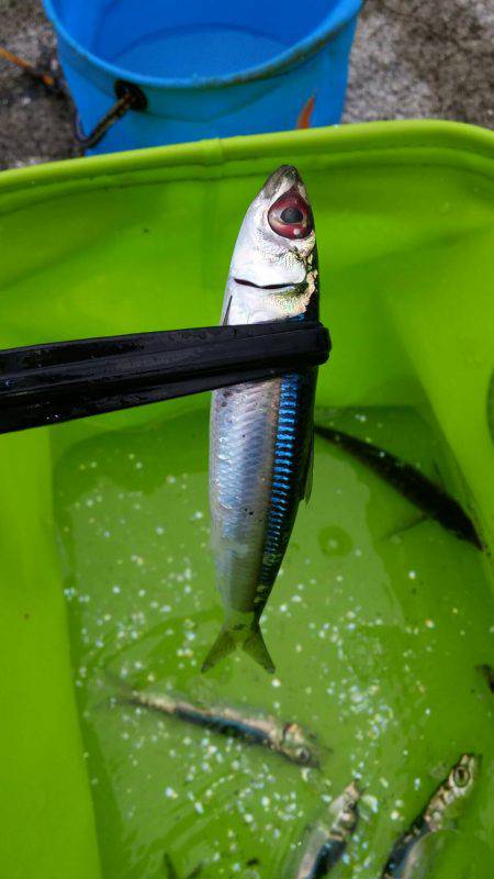 アジ、イワシGET!!