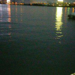 アジ、イワシGET!!