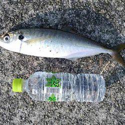 サゴシ狙いでショアジギング