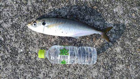 サゴシ狙いでショアジギング