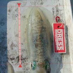 アオリイカ釣りと青物狙いの二本立て釣行