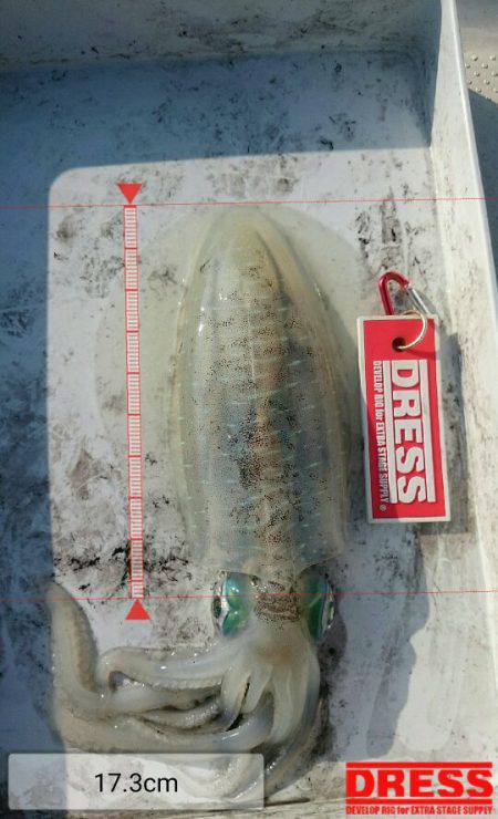 アオリイカ釣りと青物狙いの二本立て釣行