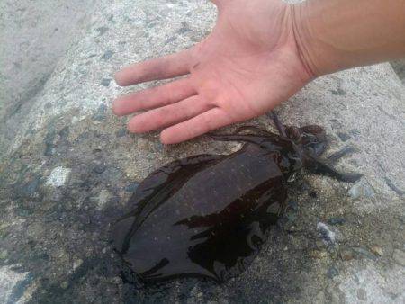 アオリイカよし！