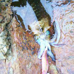 シーズン終盤？