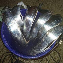 タチウオちゃん