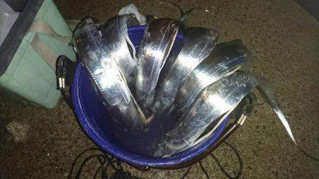 タチウオちゃん