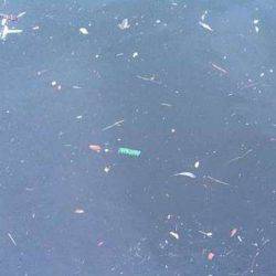 雨上がりにタチウオ釣れるか！？