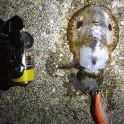 メバリングロッドで抜けない!?