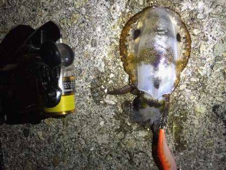 メバリングロッドで抜けない!?