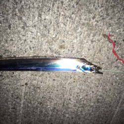 水軒鉄鋼団地でタチウオ、ツ抜け!