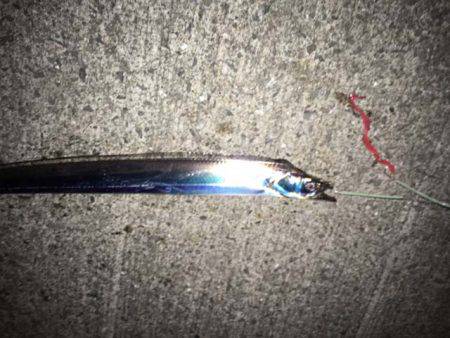 水軒鉄鋼団地でタチウオ、ツ抜け!