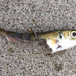 タチウオ見つけたと言えるのか!?