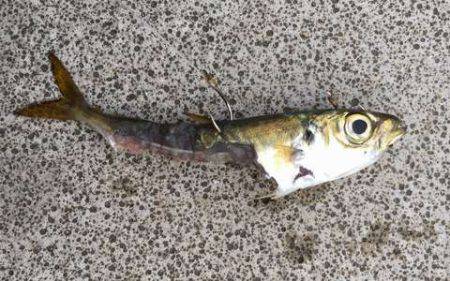 タチウオ見つけたと言えるのか!?