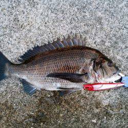 大蔵海岸でトップでチヌ43.5cm！