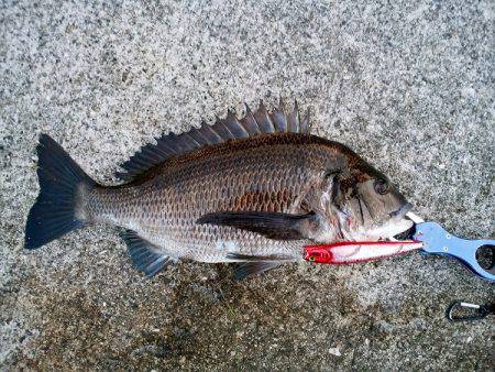 大蔵海岸でトップでチヌ43.5cm！