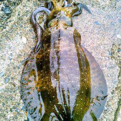 ホームで好調♪