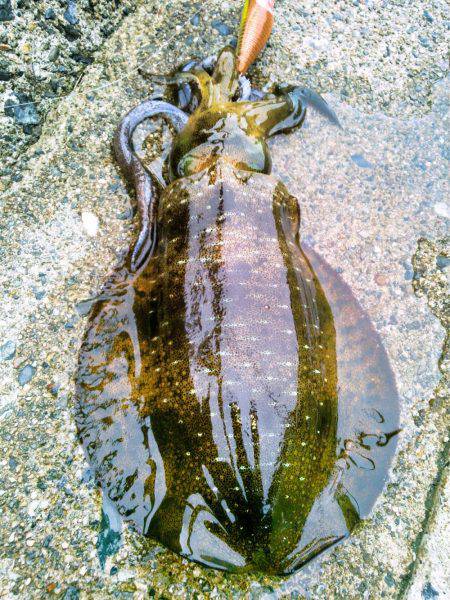 ホームで好調♪