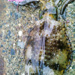 第一投目から~♪