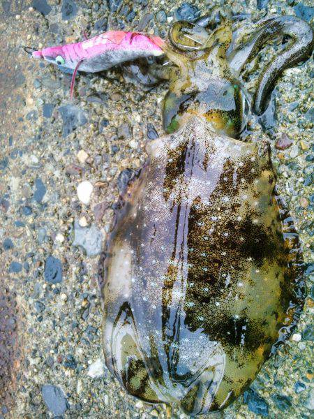 第一投目から~♪