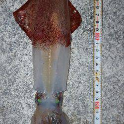 そろそろ?まだまだ