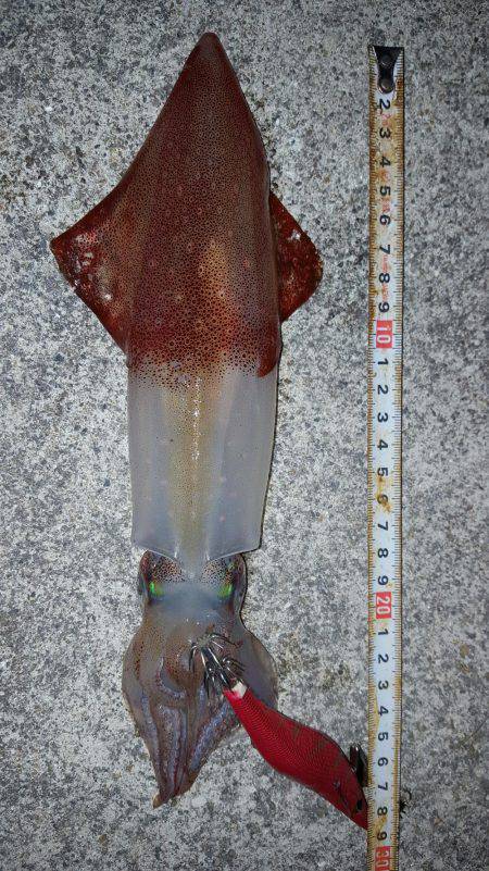 そろそろ？まだまだ