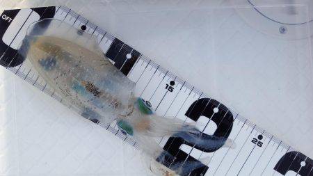 マイボートエギング釣行