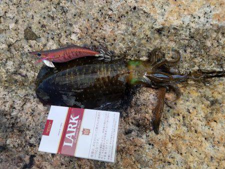 今シーズン初エギング