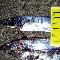 近場にも、タチウオが来たあ!