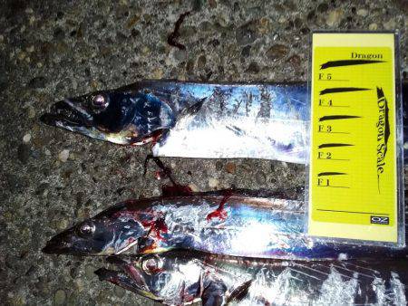 近場にも、タチウオが来たあ！