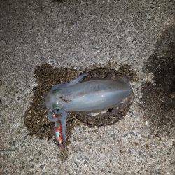 初めての秋アオリ