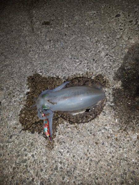 初めての秋アオリ