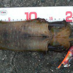 アオリイカ成長中！！