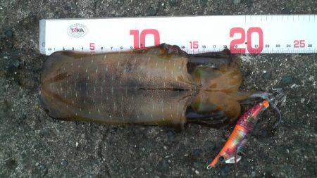 アオリイカ成長中！！