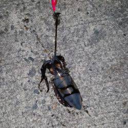 今年初エギング