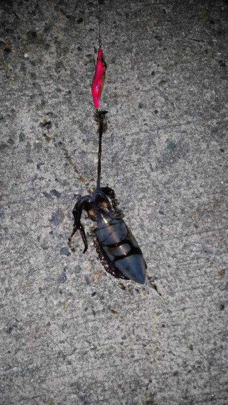 今年初エギング