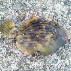 想い出の地、初島へ