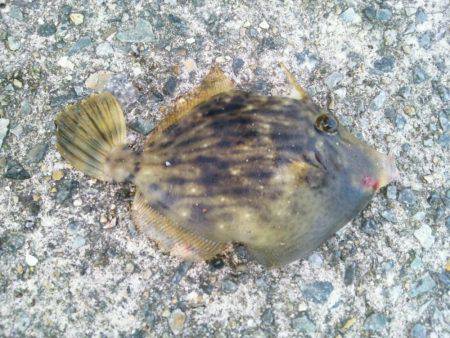 想い出の地、初島へ