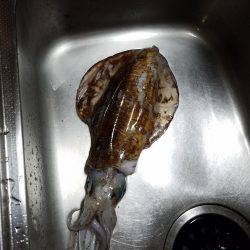 アオリイカ親もまだいる