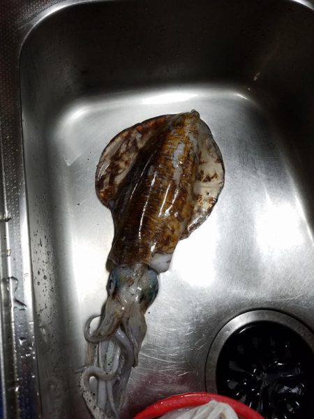 アオリイカ親もまだいる