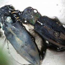 アオリイカ調査