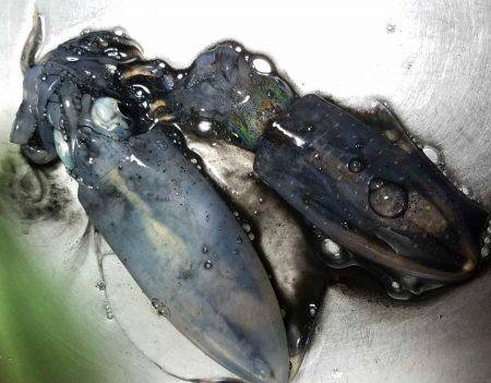 アオリイカ調査