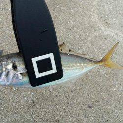 Ｄａｙアジング