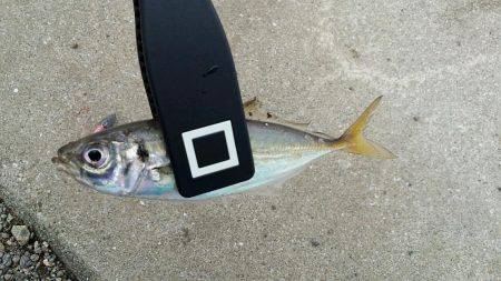 Ｄａｙアジング