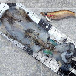 陸っぱりエギング