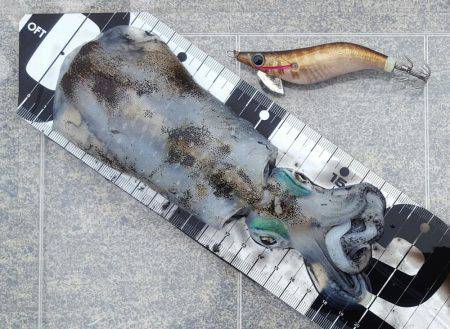 陸っぱりエギング