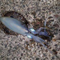 エギング＆ちょい投げで晩御飯確保