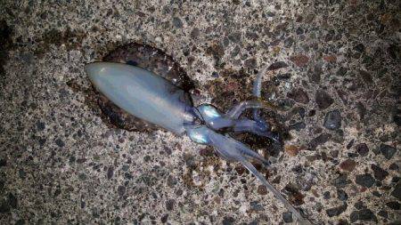 エギング＆ちょい投げで晩御飯確保