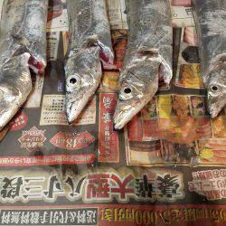 タチウオは何処に…