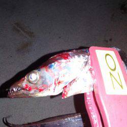 今日も渋かった！