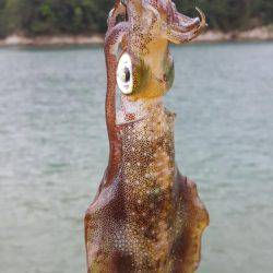 新子エギング！